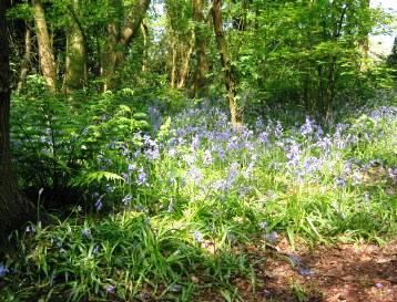 Green Wood